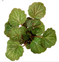 2" Begonia Strawberry